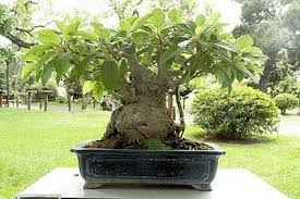 Envio y venta de flores ,rosas, plantas,arreglos florales ,regalos y desayunos a domicilio con delivery gratis en la Ciudad Autonoma de Buenos Aires y con costo de env�o en localidades del Gran Buenos Aires asi como delivery de flores y plantas a trav�s de florerias asociadas en todas las provincias de la Argentina, Buenos Aires, la Pampa, Tucuman, La Rioja, R�o Negro, Entre Rios, Corrientes, Misiones, Neuquen, Chubut, Tierra del Fuego, Santa Cruz, San Luis, Mendoza, Cordoba, Jujuy, Formosa, Santiago del Estero, Salta, Chaco, Catamarca ,San Juan, y ademas realizamos el delivery de flores ,coronas,palmas , plantas y regalos a todas las ciudades de Argentina, Mar del Plata, C�rdoba, Buenos Aires, con cargo en Santa Rosa, La Plata, Bella Vista, Neuquen, Pilar, Paran�, Posadas, Resistencia, Cipolleti y mas de 300 ciudades y localidades en todo el territorio de nuestro pa�s, asi como tambien tenemos la posibilidad de enviar flores a casi todo el mundo en cuestion de horas